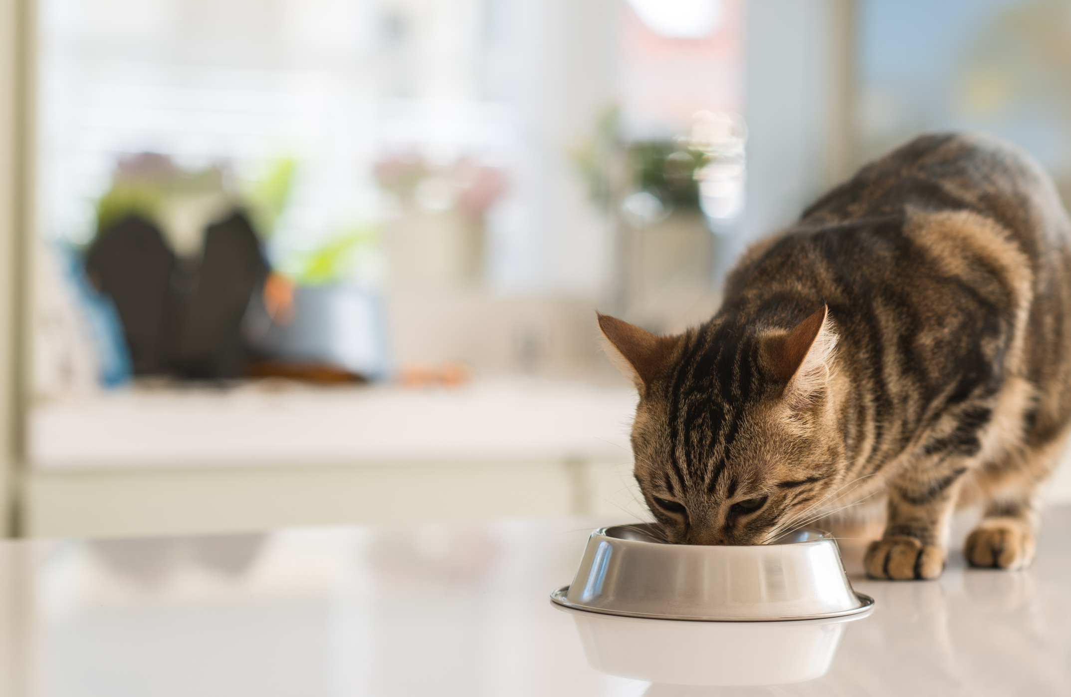 beautiful-feline-cat-eating-on-a-metal-bowl-cute-domestic-animal